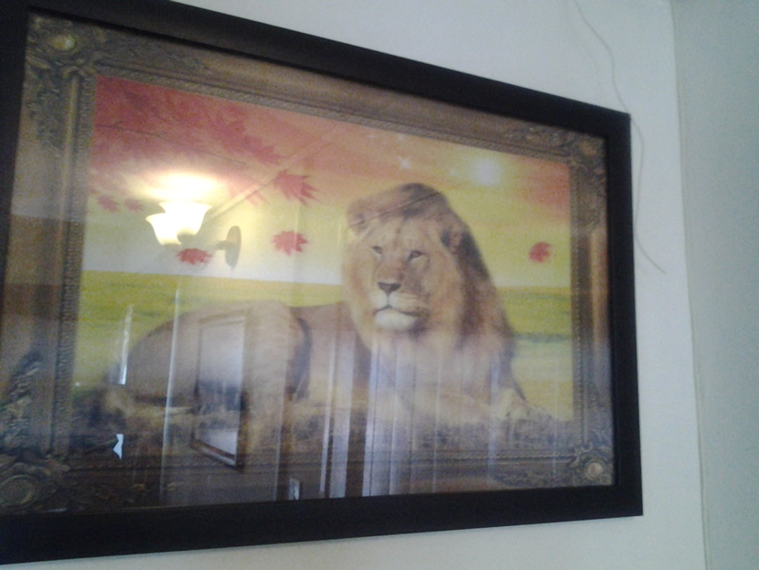 Lion Suite Gallery